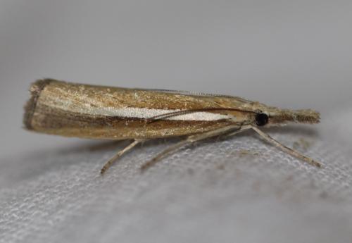Agriphila selasella